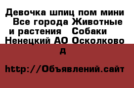 Девочка шпиц пом мини - Все города Животные и растения » Собаки   . Ненецкий АО,Осколково д.